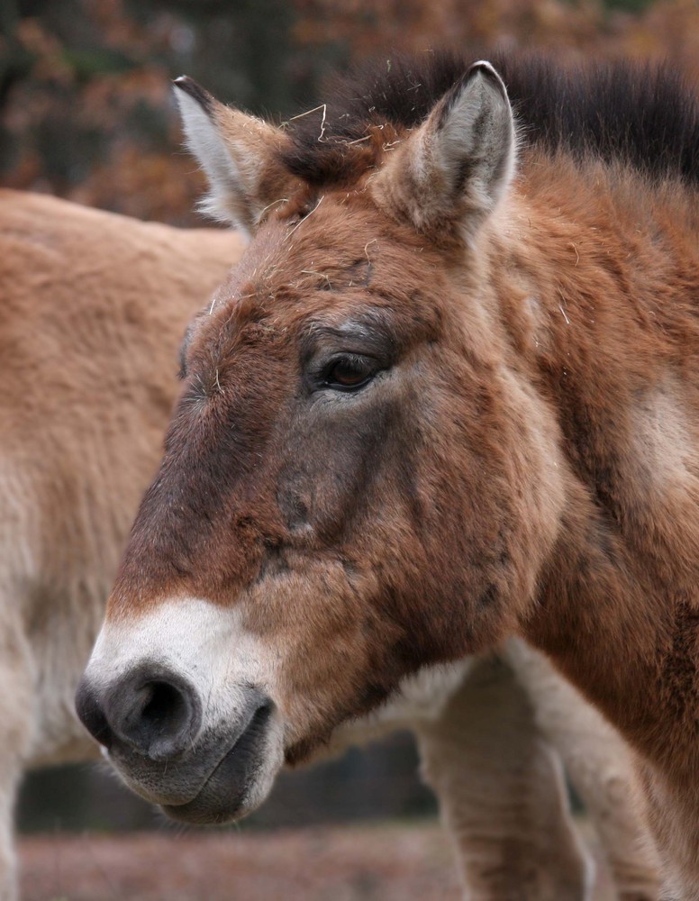 Przewalski-Pferde IV