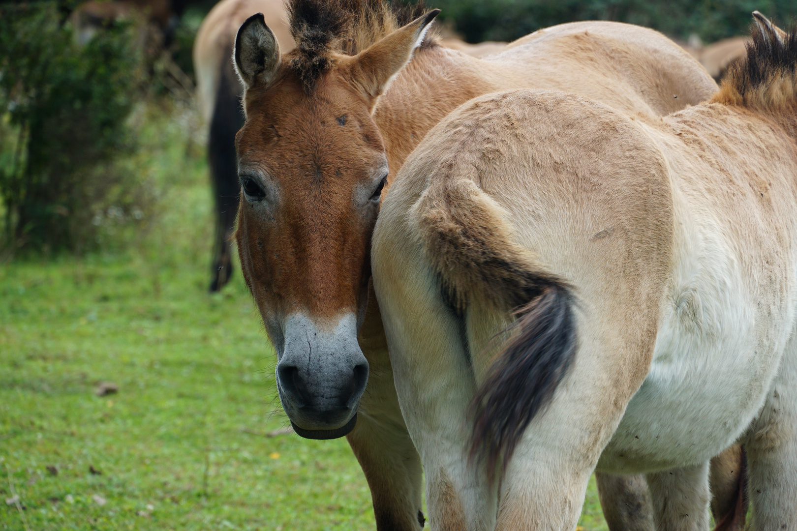  Przewalski-Pferde - Schönes AFTERshave