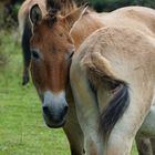  Przewalski-Pferde - Schönes AFTERshave