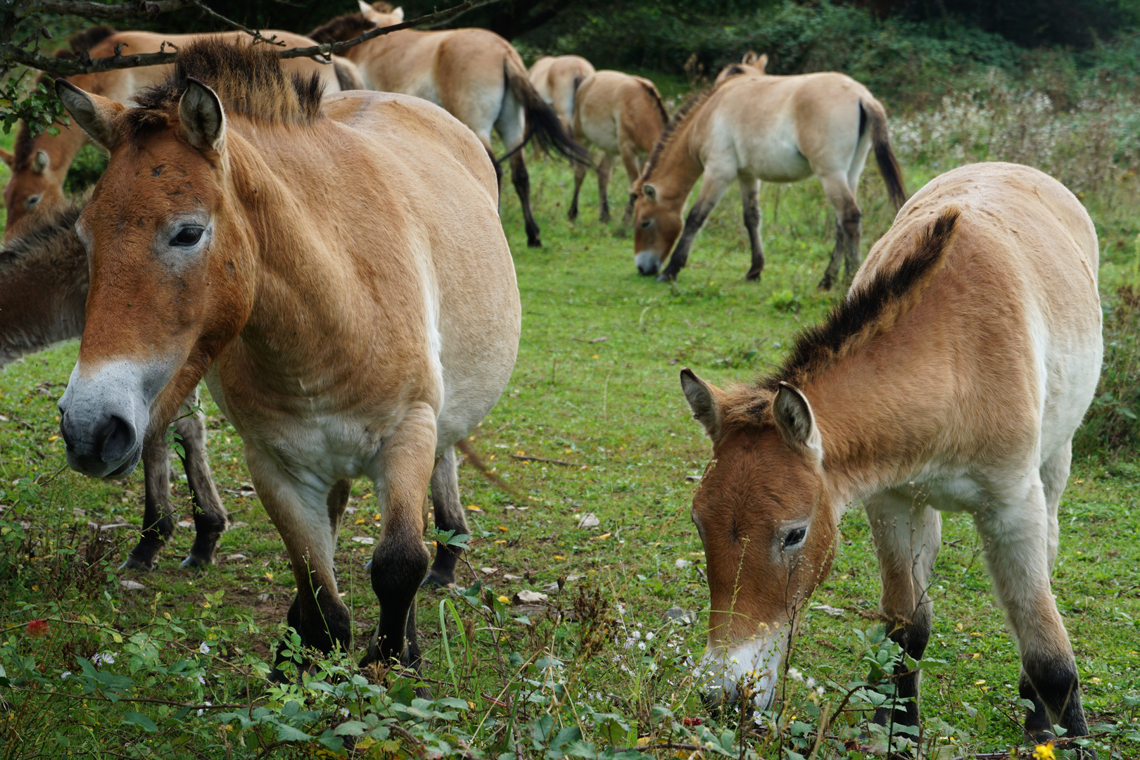 Przewalski-Pferde - Schönes Beisammenschein - DSC04338