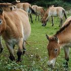 Przewalski-Pferde - Schönes Beisammenschein - DSC04338