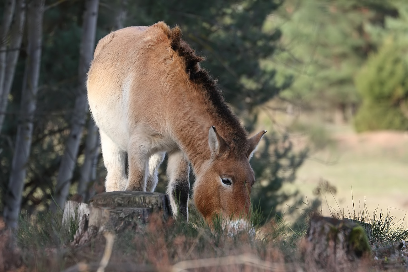 Przewalski Pferder'l bei Tennenlohe