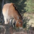 Przewalski Pferder'l bei Tennenlohe