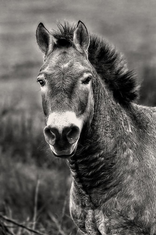 PRZEWALSKI - Pferdl - Porträt