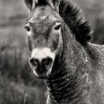 PRZEWALSKI - Pferdl - Porträt