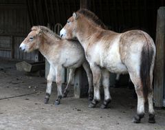 Przewalski Stute mit Fohlen