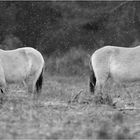 Przewalski Tennenlohe