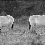 Przewalski Tennenlohe