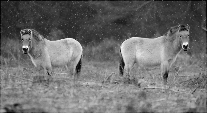 Przewalski Tennenlohe