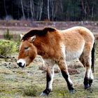 Przewalski Urwildpferde