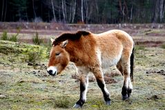 Przewalski Urwildpferde