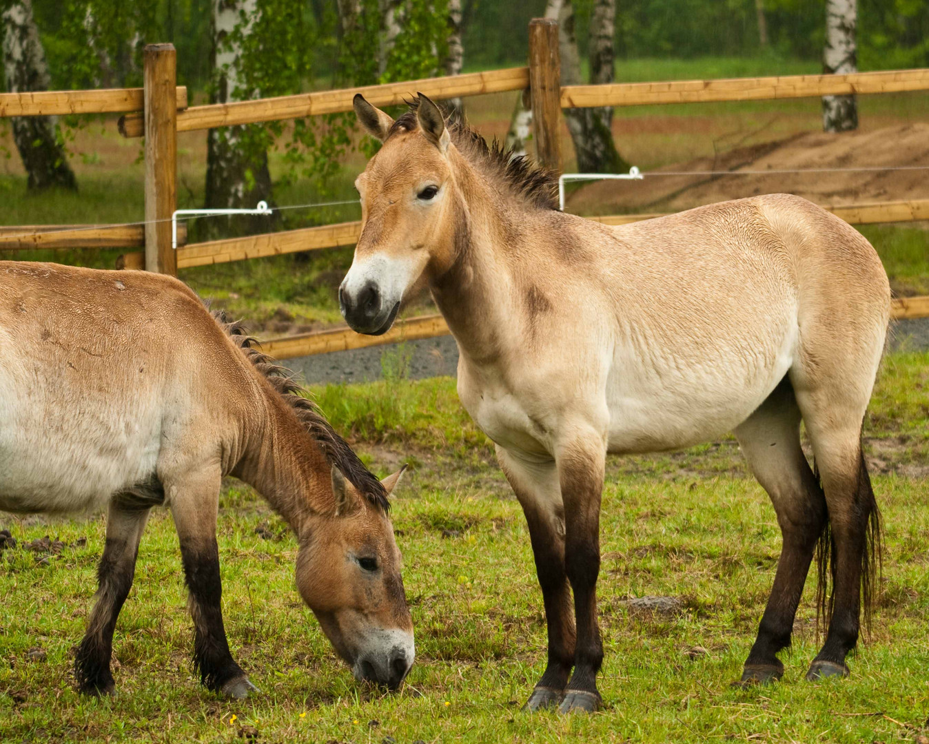 Przewalski-Urwildpferde