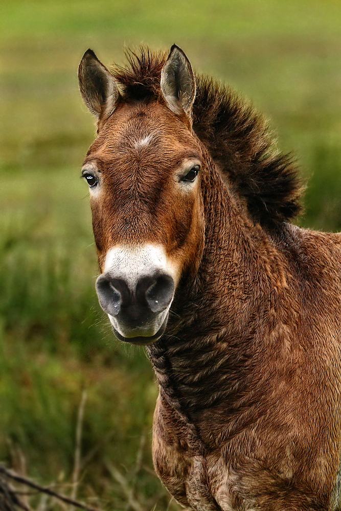 *** Przewalski Wildpferd ***