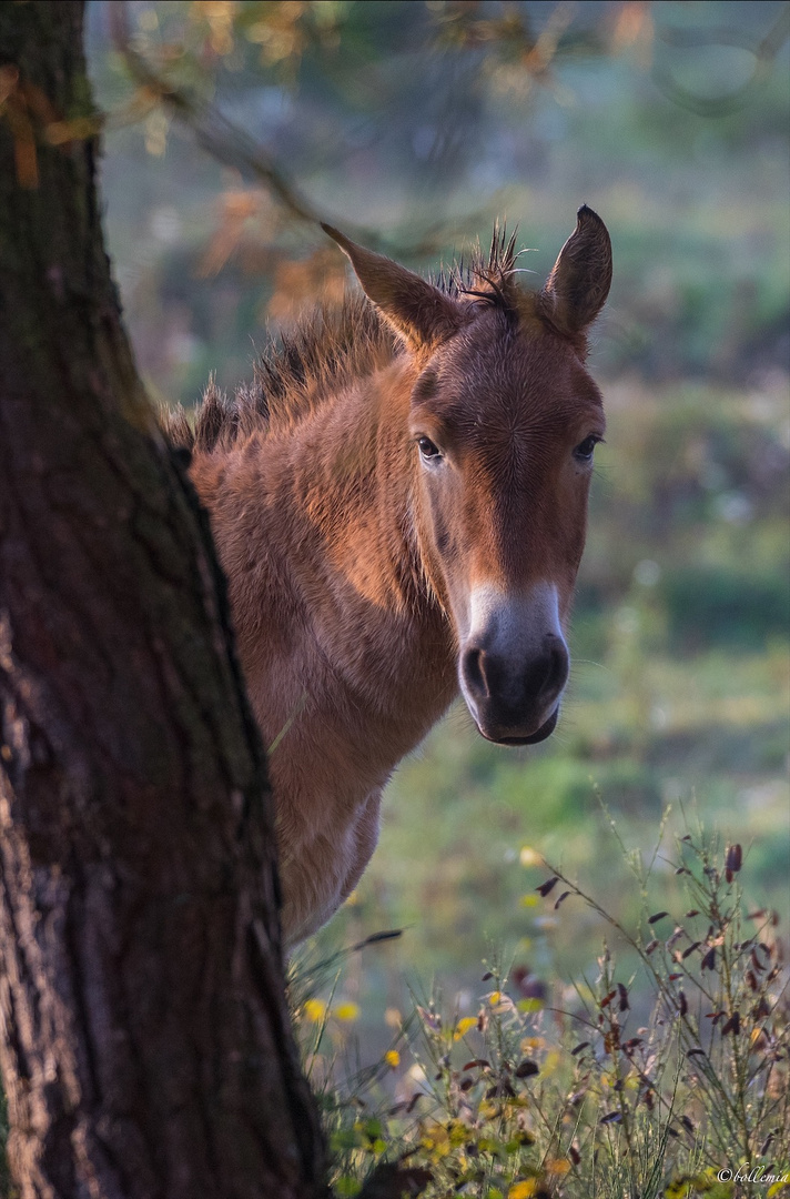 Przewalski-Wildpferd