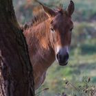 Przewalski-Wildpferd