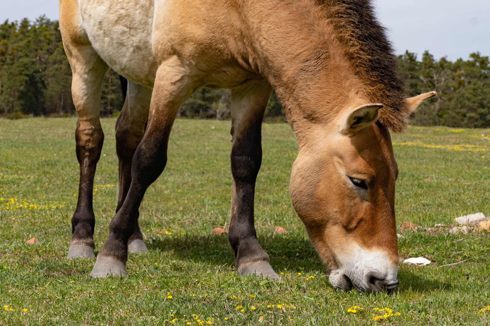 Przewalski-Wildpferd-Gehege Tennenlohe