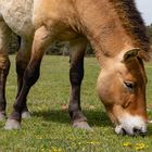 Przewalski-Wildpferd-Gehege Tennenlohe