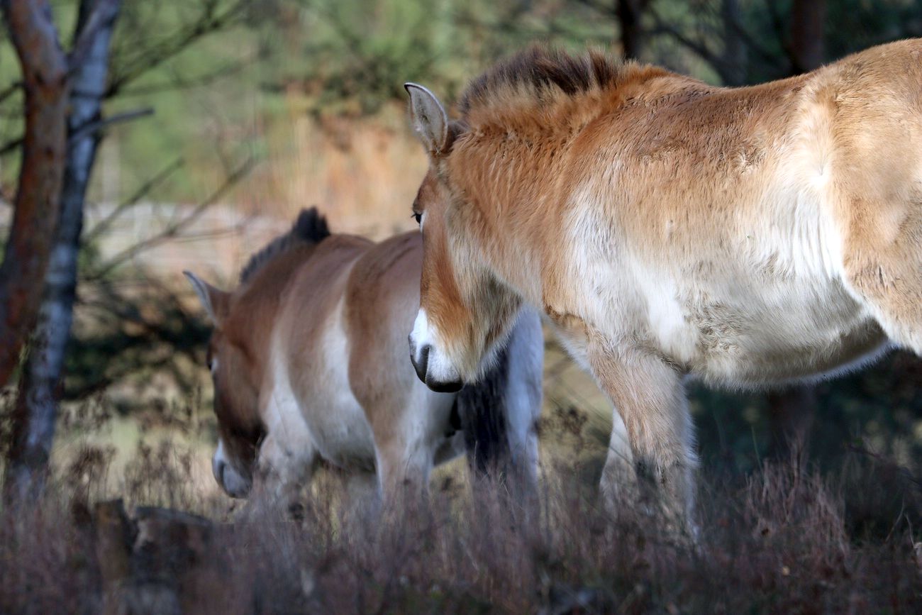 Przewalski Wildpferde