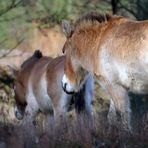 Przewalski Wildpferde