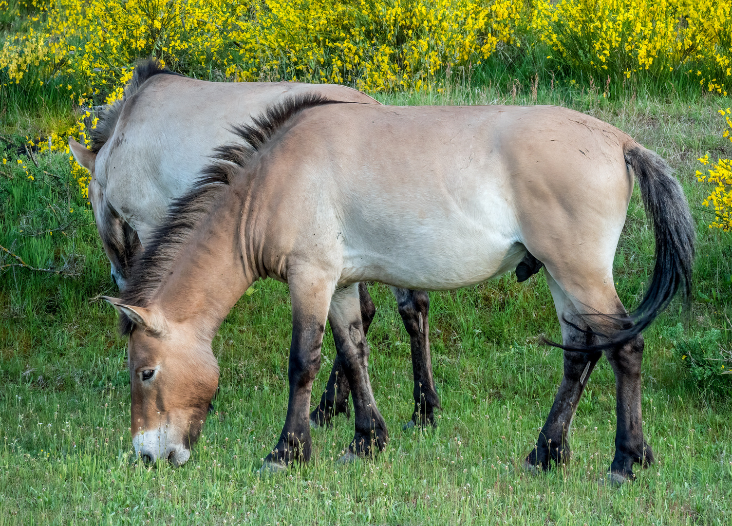 PRZEWALSKI WILDPFERDE