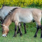 PRZEWALSKI WILDPFERDE