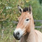 Przewalskihengstportrait