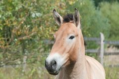 Przewalskihengstportrait