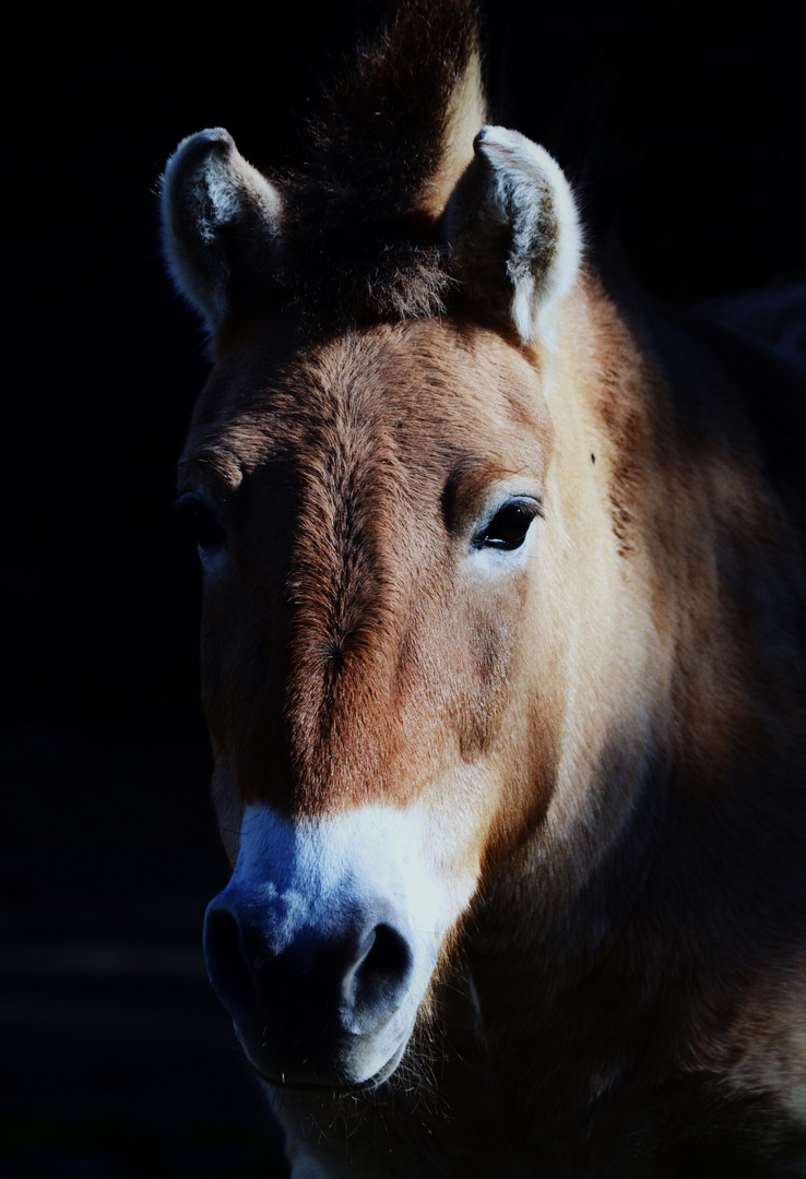 Przewalskii Pferd in abendlichem Licht