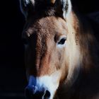 Przewalskii Pferd in abendlichem Licht