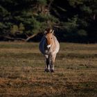 Przewalskipferd direkter Blick