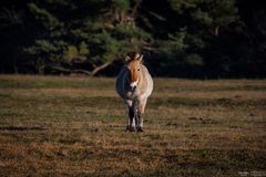 Przewalskipferd direkter Blick