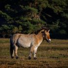 Przewalskipferd im Licht