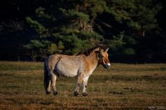 Przewalskipferd im Licht