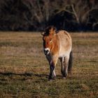 Przewalskipferd im Licht