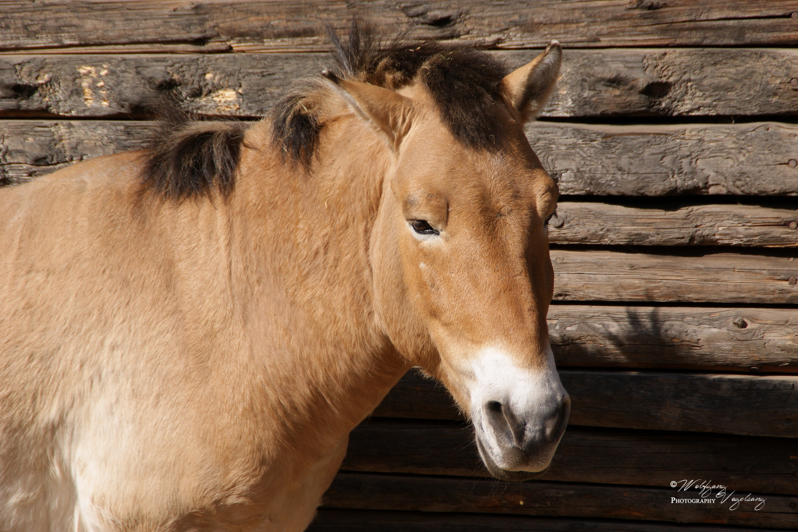 Przewalskipferd im Waldzoo