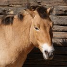 Przewalskipferd im Waldzoo