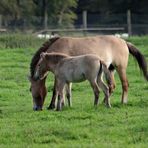 Przewalskipferd - mongolische Wildpferde