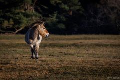 Przewalskipferd Portrait