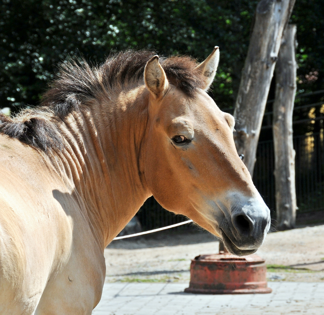 Przewalskipferd Zoo Gera