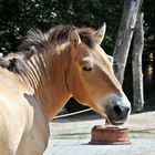 Przewalskipferd Zoo Gera