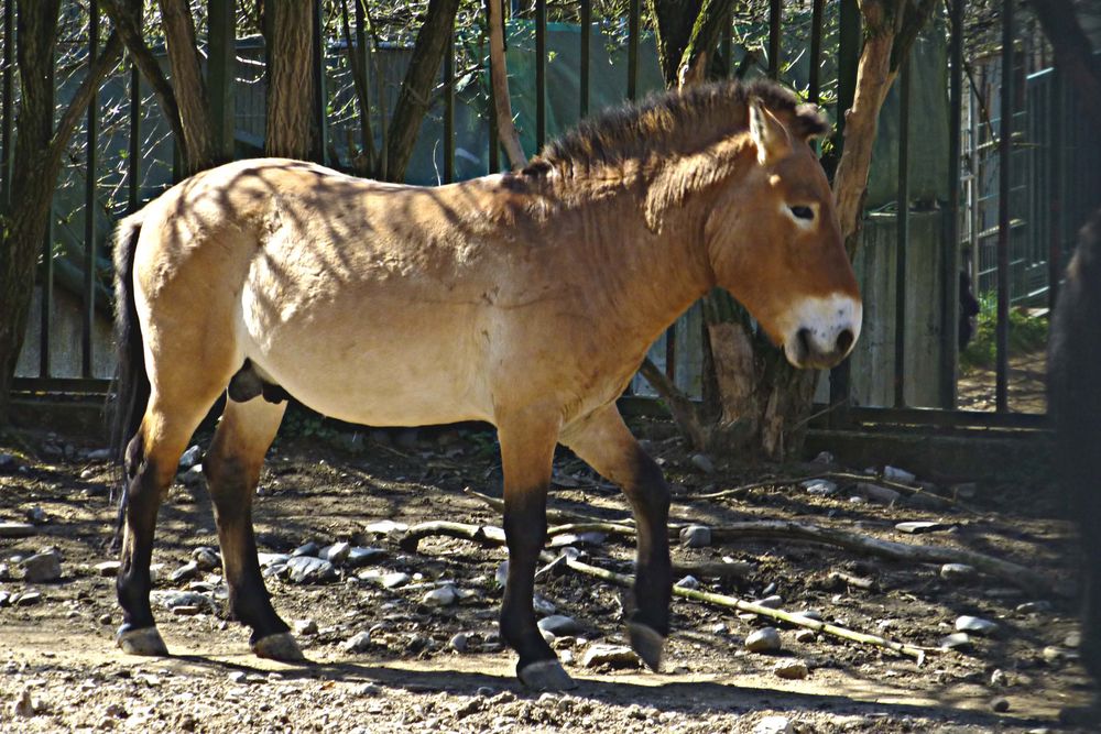 Przewalskipferd (Zoo Neuwied)