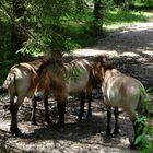 Przewalskipferde in der Königsbrunner Heide