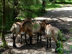 Przewalskipferde in der Königsbrunner Heide