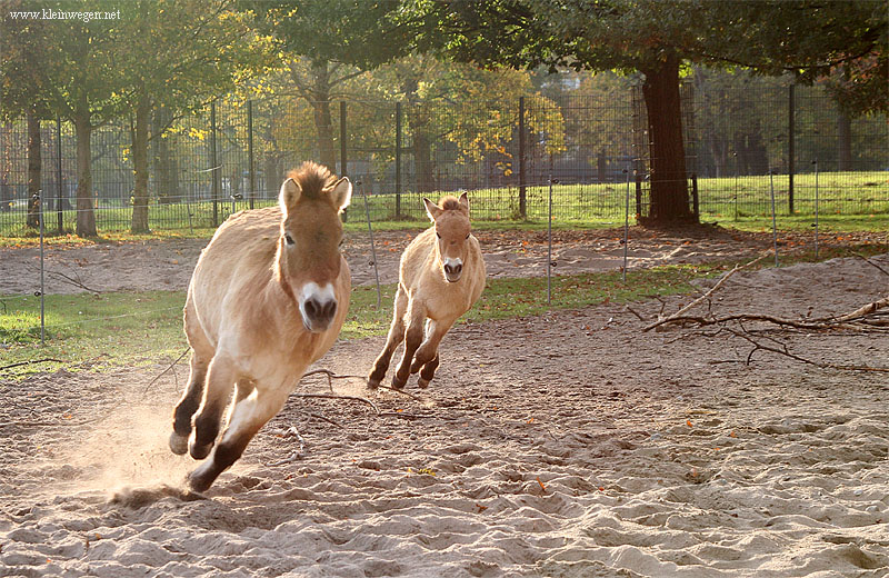 Przewalskis horse and foal