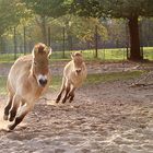 Przewalskis horse and foal