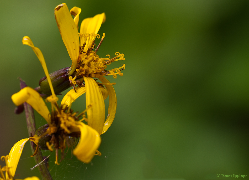 Przewalskis Kreuzkraut (Ligularia przewalskii).