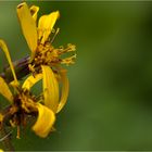 Przewalskis Kreuzkraut (Ligularia przewalskii).