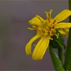 Przewalskis Kreuzkraut (Ligularia-przewalskii).