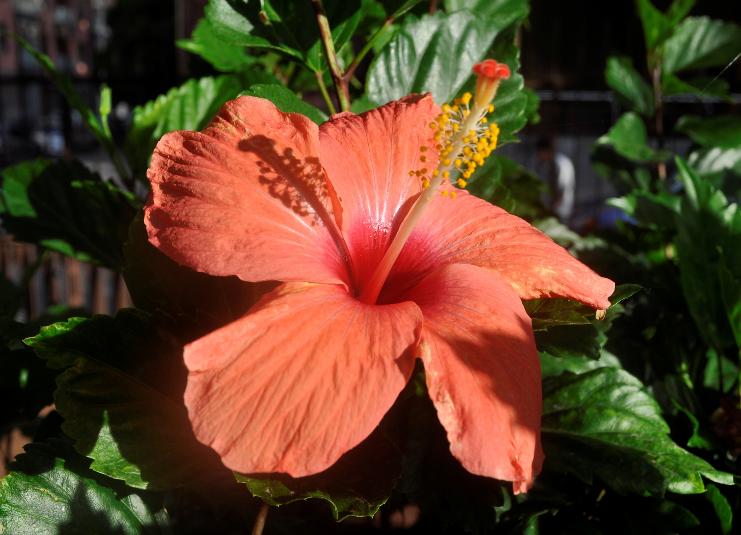 PS: Der ausgerissene Hibiskus-Mann von LLadl wurde hier gesichtet ...