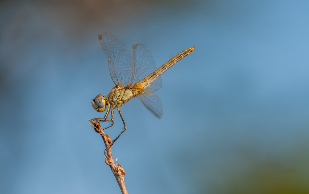 PS11 1489 Libelle Ägypten 201120110827-_DSC5613